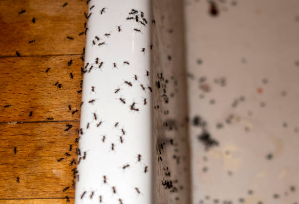 Pest Prevention Services in Fort Dix, NJ